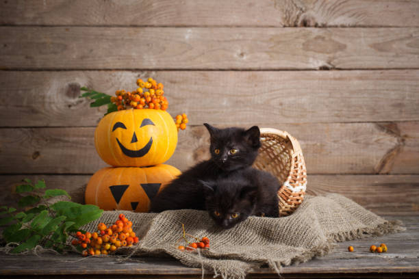 istock black little cat with halloween pumpkins 1151726176
