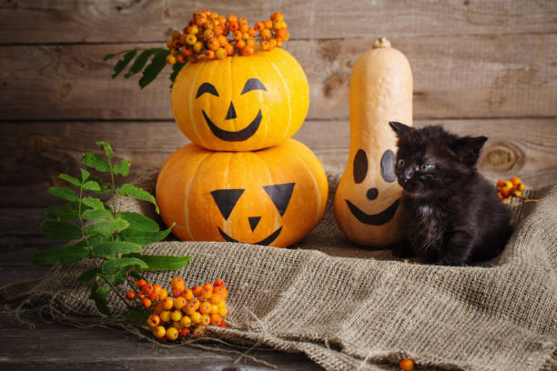 istock black little cat with halloween pumpkins 1151726189