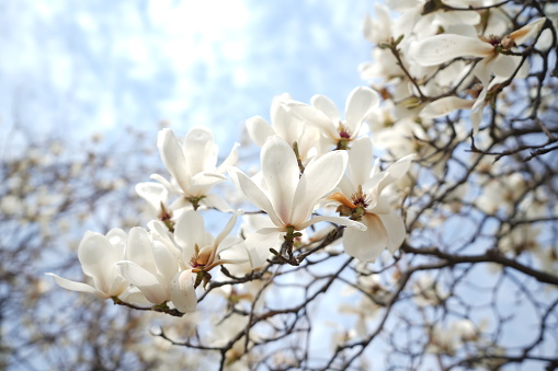 Close up of a blooming flowers of Magnolia tree