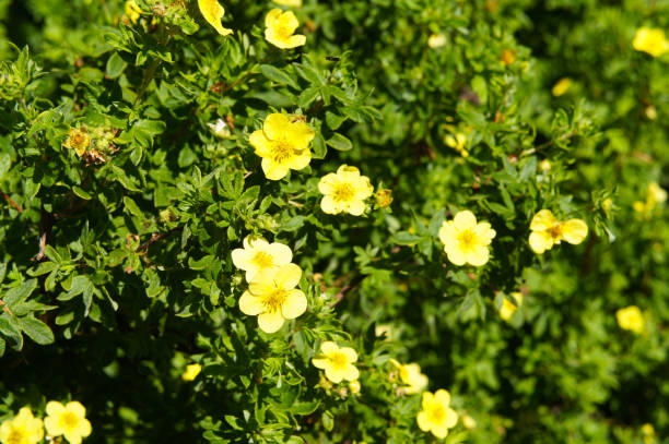 Potentilla fruticosa goldfinger yellow flower shrub background Potentilla fruticosa goldfinger yellow flower shrub background potentilla goldfinger stock pictures, royalty-free photos & images