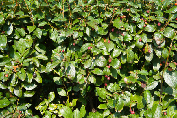 cotoneaster lucidus or shiny cotoneaster green foliage background cotoneaster lucidus or shiny cotoneaster green foliage background cotoneaster stock pictures, royalty-free photos & images