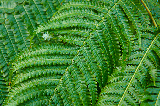 Davallia fern green foliage background