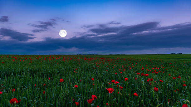 Field with blooming red poppies at night