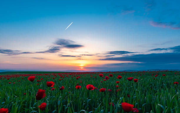 istock Field with blooming red poppies at sunset time 1151729821