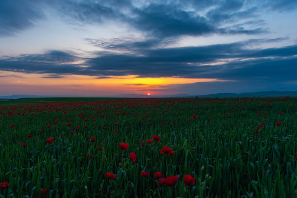 istock Field with blooming red poppies at sunset time 1151729836