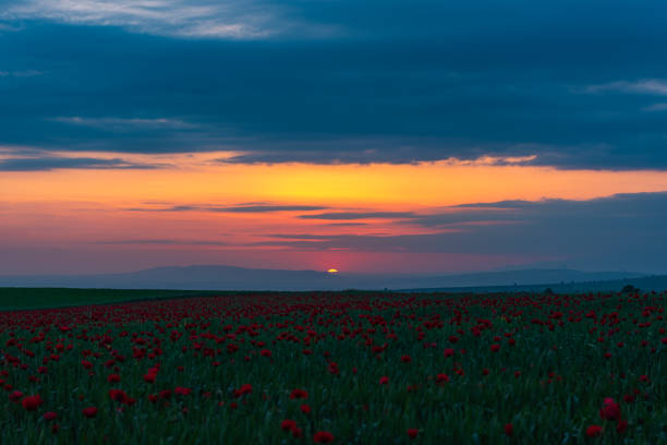 istock Field with blooming red poppies at sunset time 1151729848