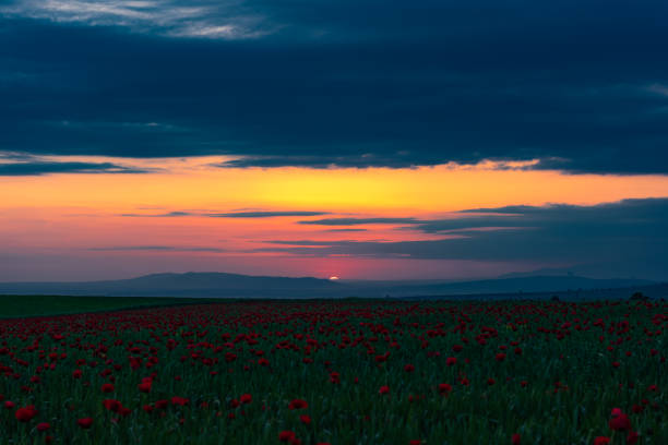 field of red flowers at sunset in the rays of the setting sun
