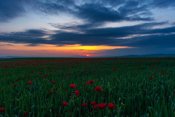 istock Field with blooming red poppies at sunset time 1151729895