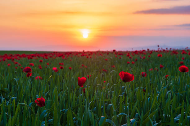 istock Field with blooming red poppies at sunset time 1151729929