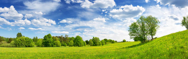 istock Field with dandelions and blue sky 1151731272