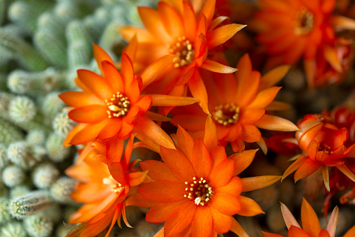 background with orange cactus flower isolated