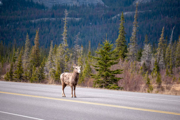 istock Mountain Goat on the Road 1151737379