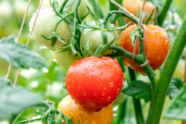 tomates organiques fraîches et mûres sur une branche dans un potager après la pluie - nature rain crop europe photos et images de collection