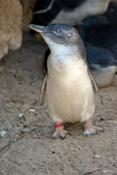 istock a fairy penguin on land 1151738542