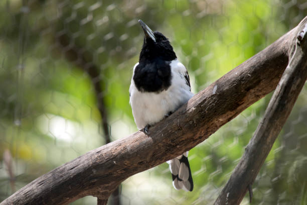istock a pied butcher bird 1151738626