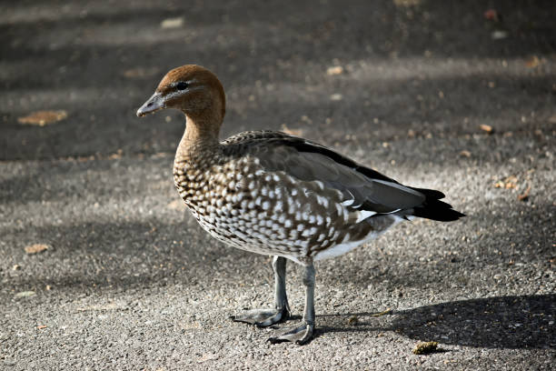 istock Australian wood maned duck 1151739413