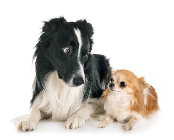 istock border collie and chihuahua 1151742260