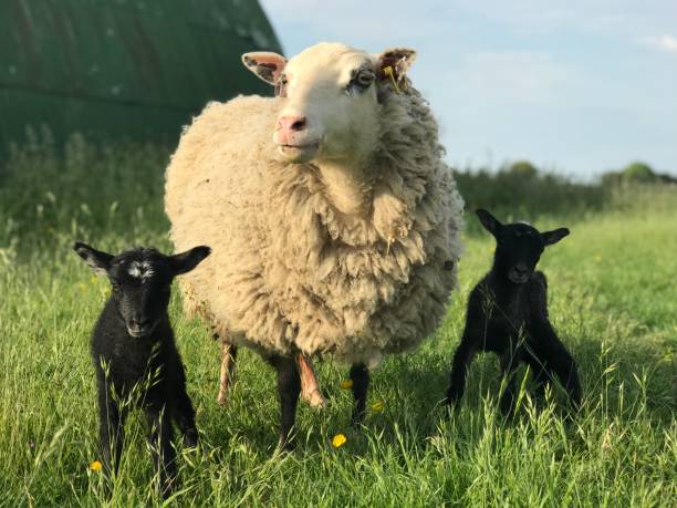 шетландские ewe овцы близнец агнец - shetland islands стоковые фото и изображения