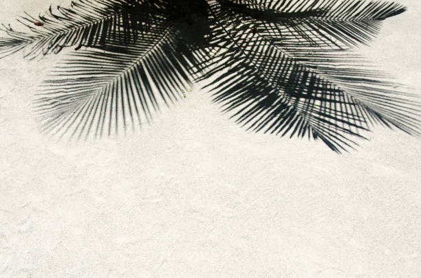 istock Shadow of palm leaf and beach sand copy space scene 1151742909
