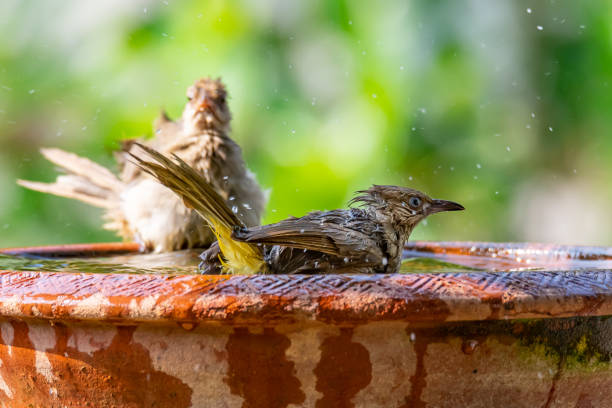 istock Streak-eared Bulbul taking a bath isolated on blur green bush background 1151743190