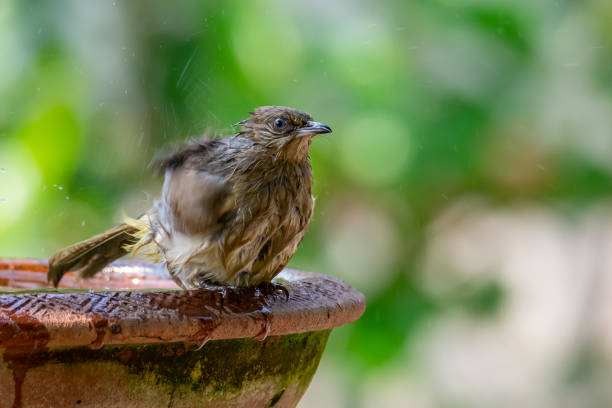 istock Streak-eared Bulbul taking a bath isolated on blur green bush background 1151743202