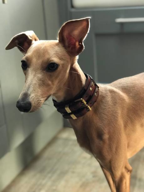 istock Blue Fawn Whippet 1151744399
