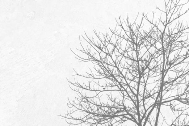 Tree leaves shadow on wall, overlay effect for photo, mock up, posters, stationary, wall art, design presentation