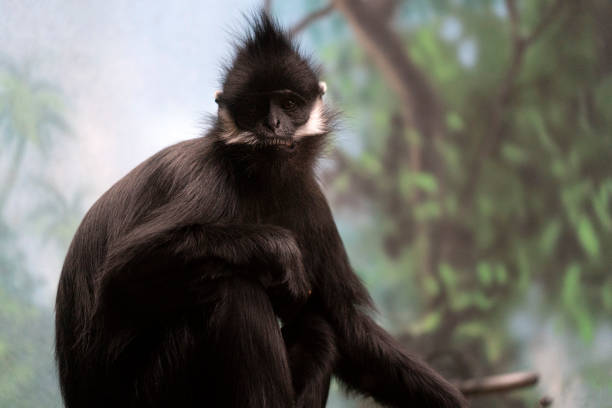istock francois langur ape monkey from china and vietnam 1151746925