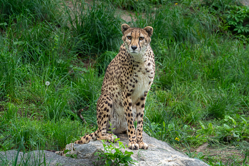 Cheetah leopard portrait looking at you