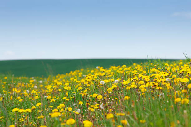 istock Dandelions in the field 1151749649