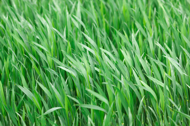 istock Green grass on the field in summer 1151749698