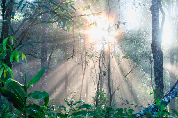 istock Dark forest sunlight landscape, Sunlight in the forest in the morning 1151751294