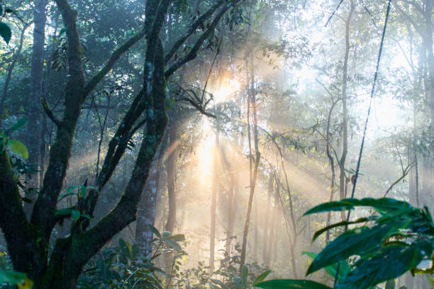 istock Dark forest sunlight landscape, Sunlight in the forest in the morning 1151751651