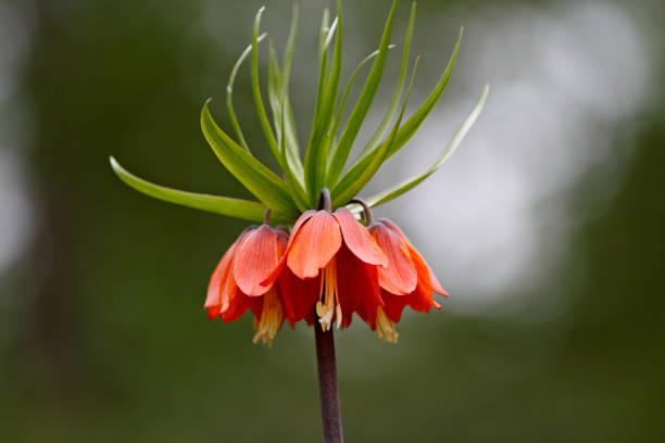 Beautiful lily Fritillaria imperialis blooming with red flowers in garden