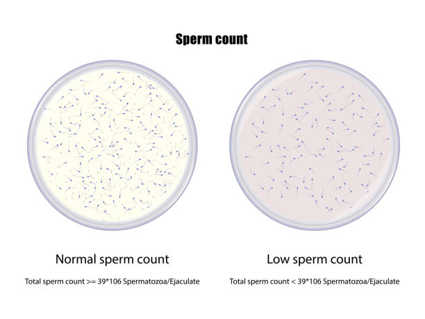 stockillustraties, clipart, cartoons en iconen met vergelijking tussen normale en lage spermatelling - pregnant count
