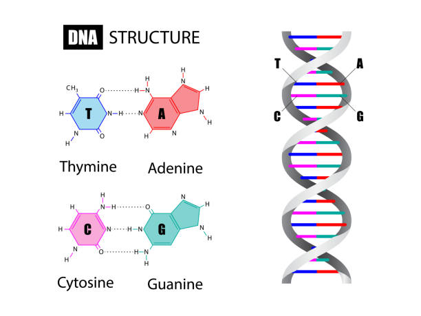 dna 構造とヌクレオチド塩基 - genetic information点のイラスト素材／クリップアート素材／マンガ素材／アイコン素材