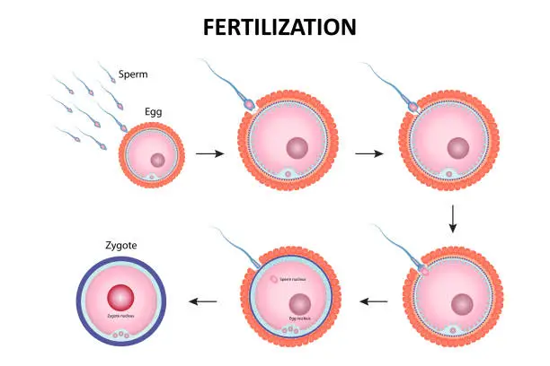 Vector illustration of Process of human fertilization