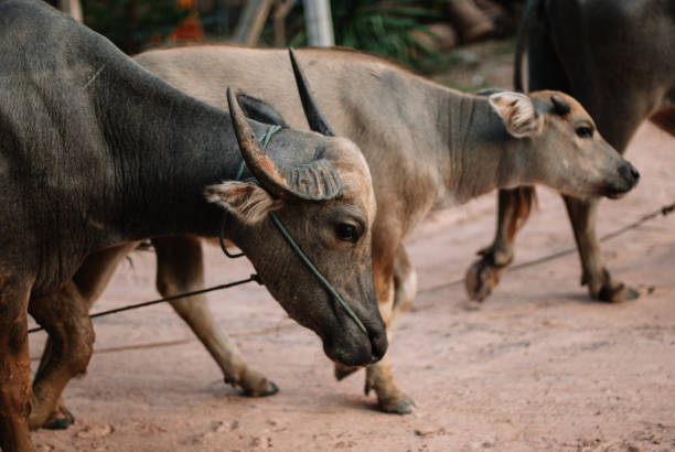 istock Raising Buffalo For Meat in Thailand 1151755032