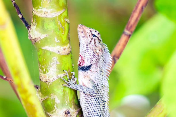 istock Oriental garden lizard on a tree trunk 1151755269
