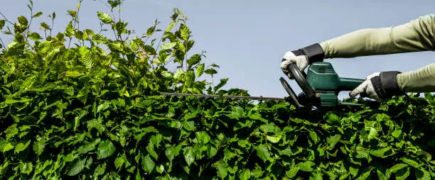 Photo of hedge cutting with electrical trimmer
