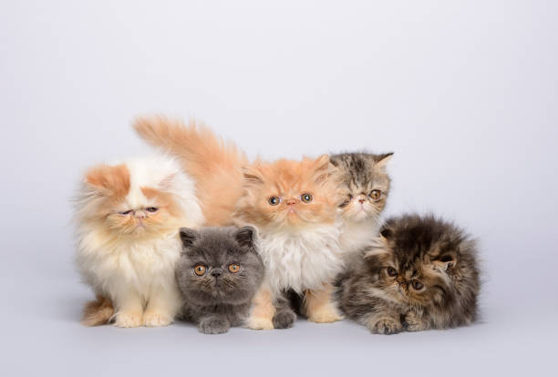 istock Group of young Persian kittens 1151758522