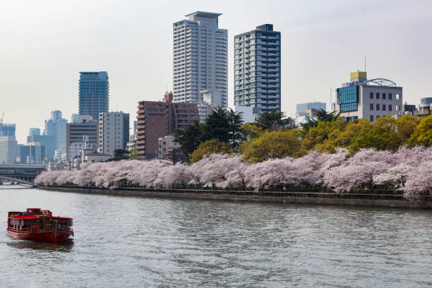 istock osaka city with river and cherry blossoms, japan 1151759551