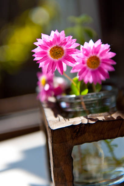 istock Two flowers taking in the sun by the window 1151759616