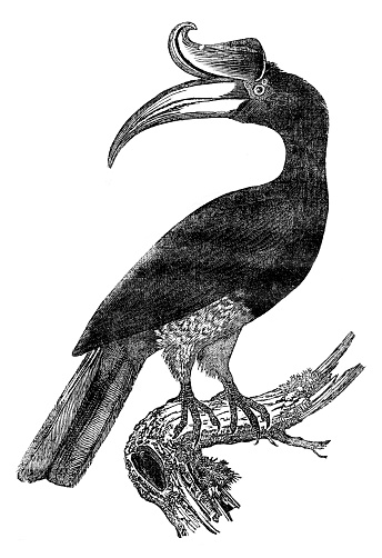 Steel engraving of The rhinoceros hornbill ( Buceros rhinoceros ) is a large species of forest hornbill ( Bucerotidae ). In captivity it can live for up to 35 years. It is found in lowland and montane, tropical and subtropical climates and in mountain rain forests up to 1,400 metres in Borneo, Sumatra, Java, the Malay Peninsula, Singapore, and southern Thailand.
Original edition from my own archives
Source : 