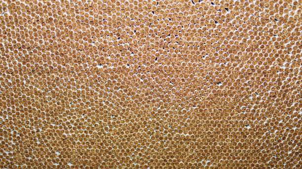 istock Macro of stack of the cigarettes for backgrounds 1151763669