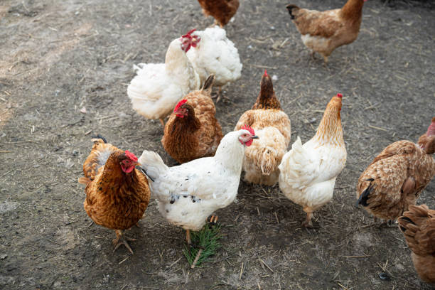 istock Chickens on back yard. Life of animals 1151763774
