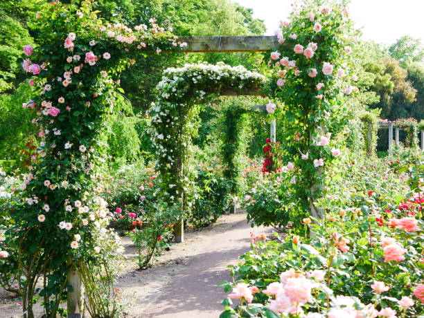 istock Gate of the rose 1151766077
