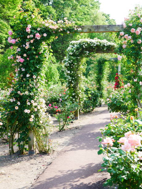 istock Gate of the rose 1151766081
