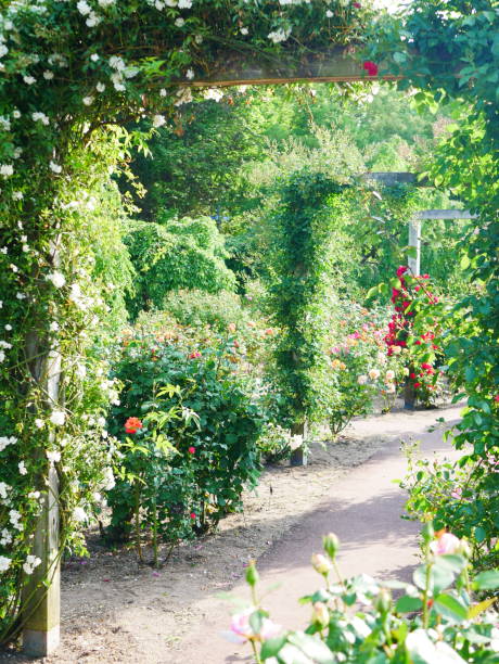 istock Gate of the rose 1151766084