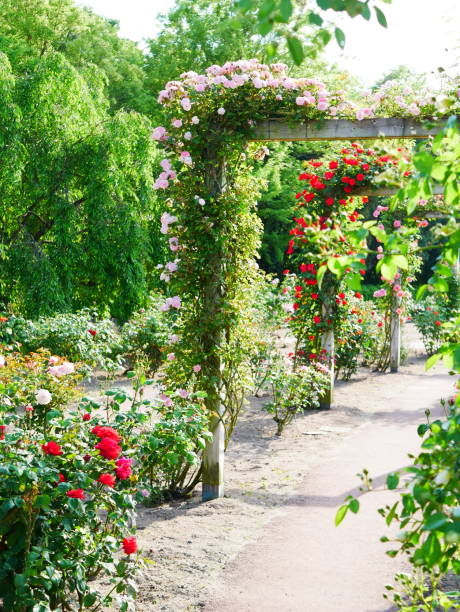 istock Gate of the rose 1151766089